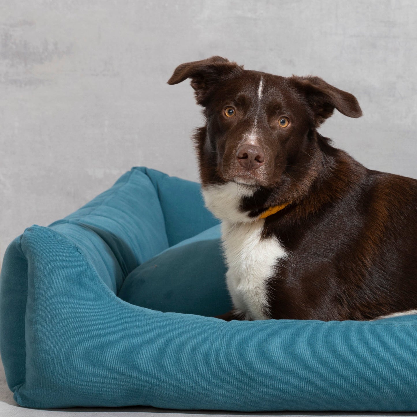 Henri - Canvas Cotton Dog Bed by 2.8