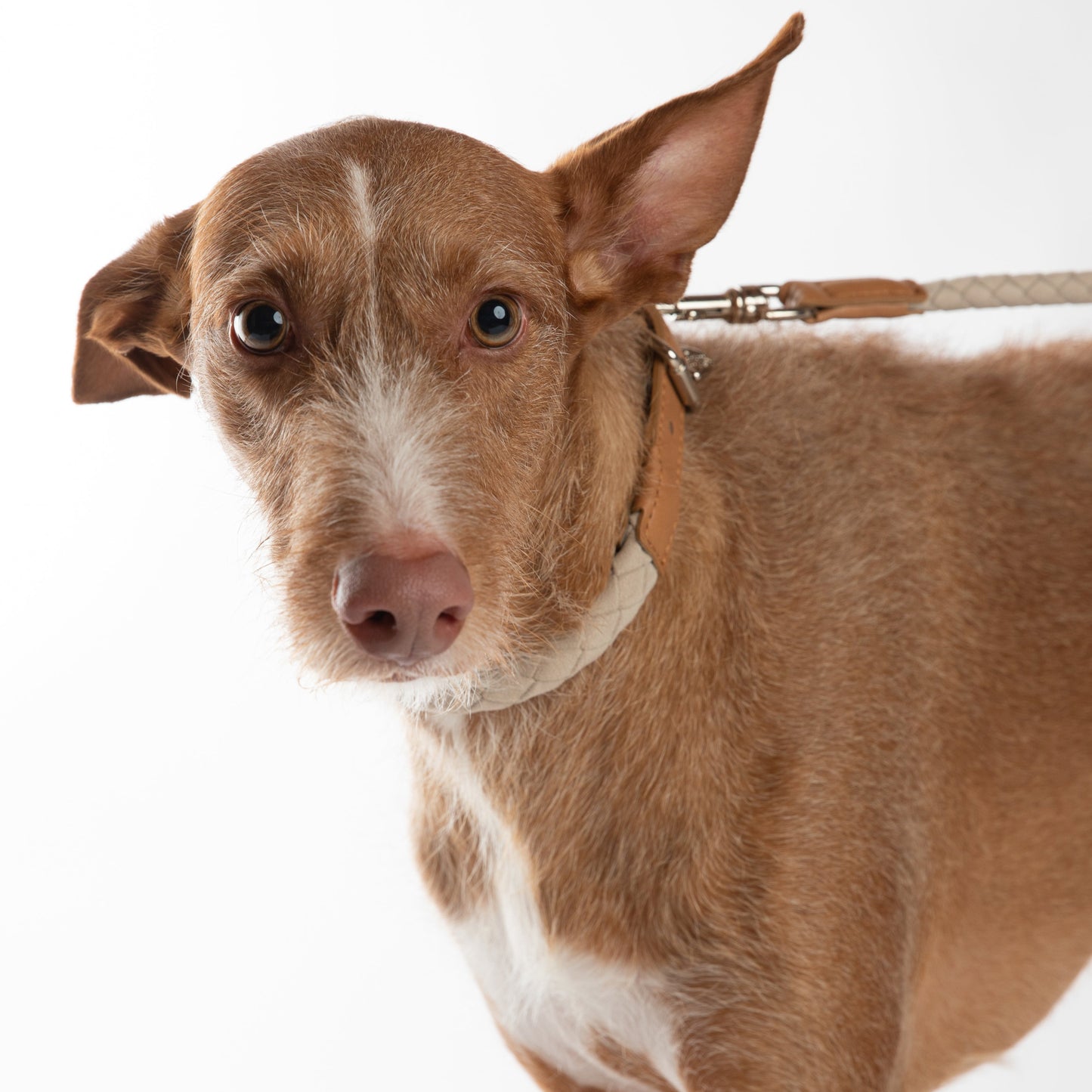 Ferdinando - Microfiber Collar by 2.8