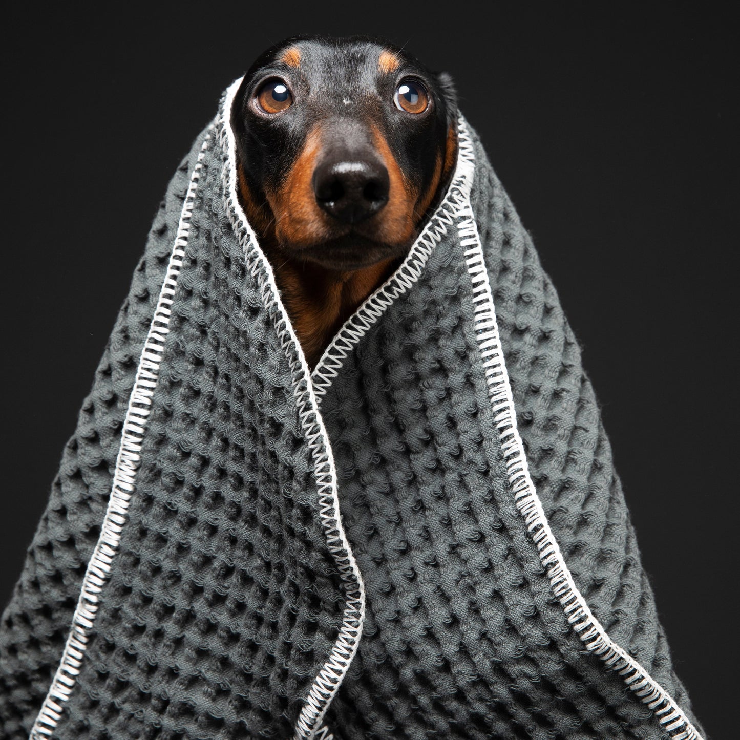 Sally Dotto by Paula Novone - Dog Towel by 2.8