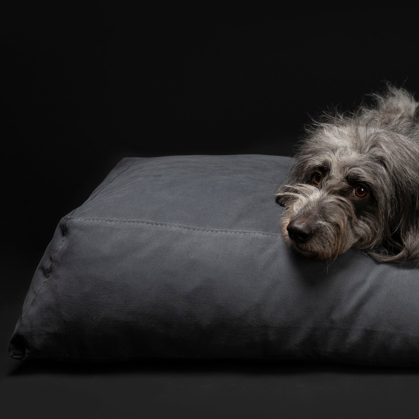 Yousuf - Canvas Cotton Dog Cushion by 2.8