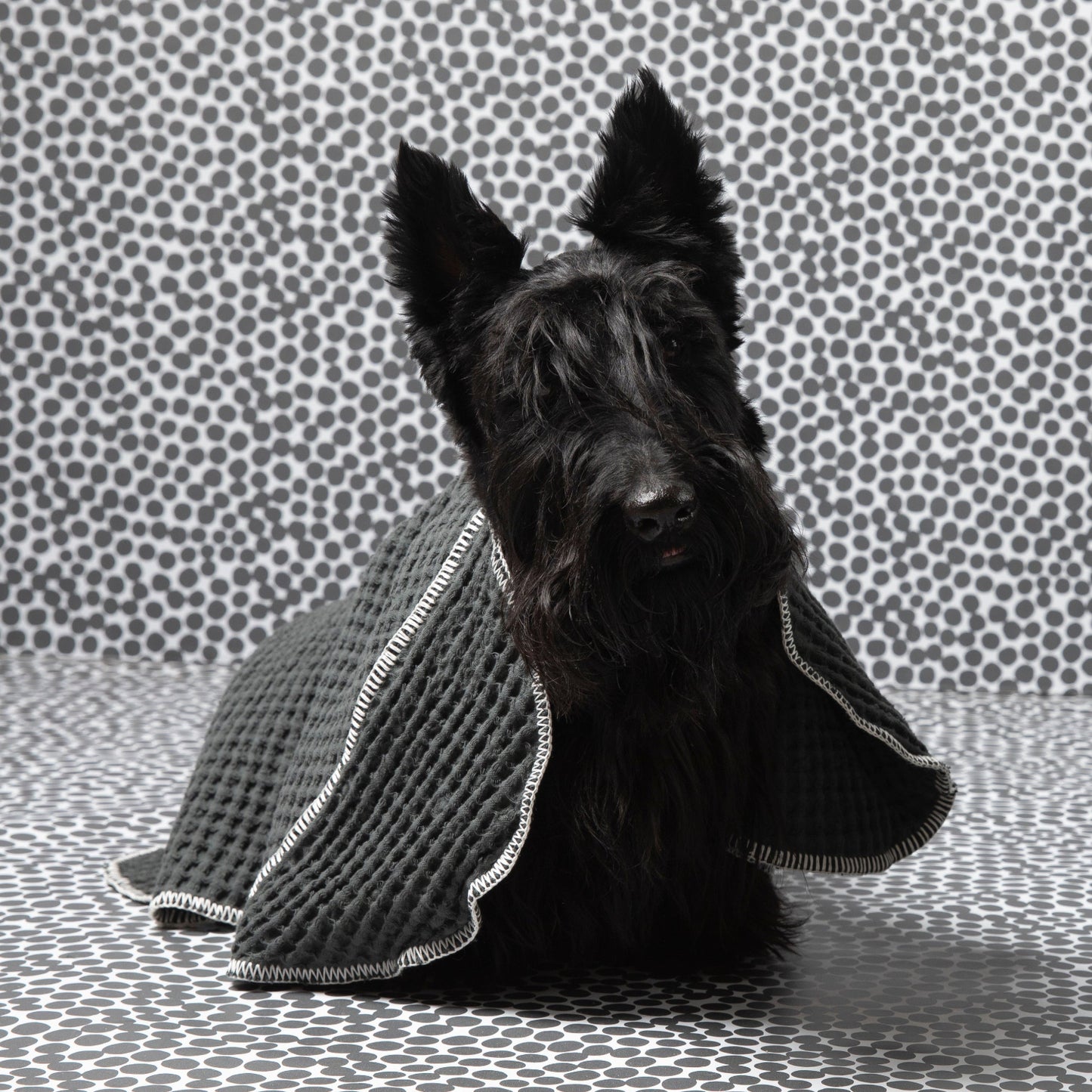 Sally Dotto by Paula Novone - Dog Towel by 2.8