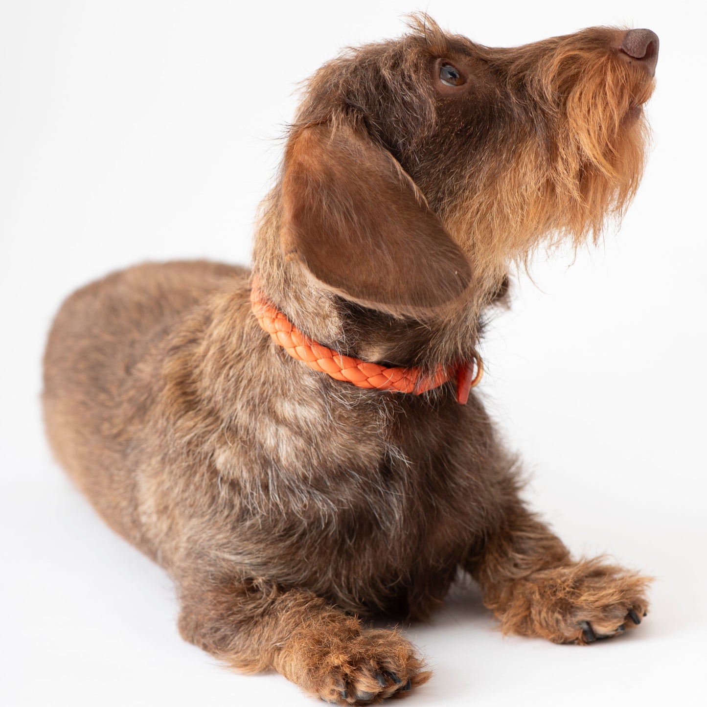 Ferdinando - Real Nappa Leather Collar by 2.8