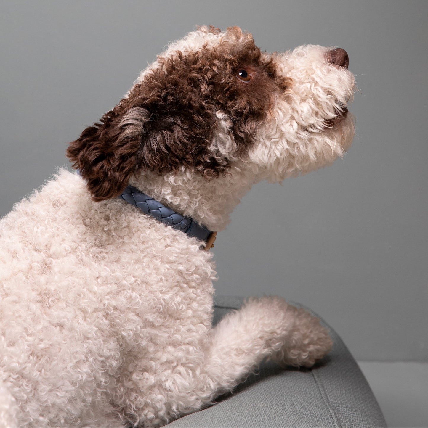 Ferdinando - Real Nappa Leather Collar by 2.8