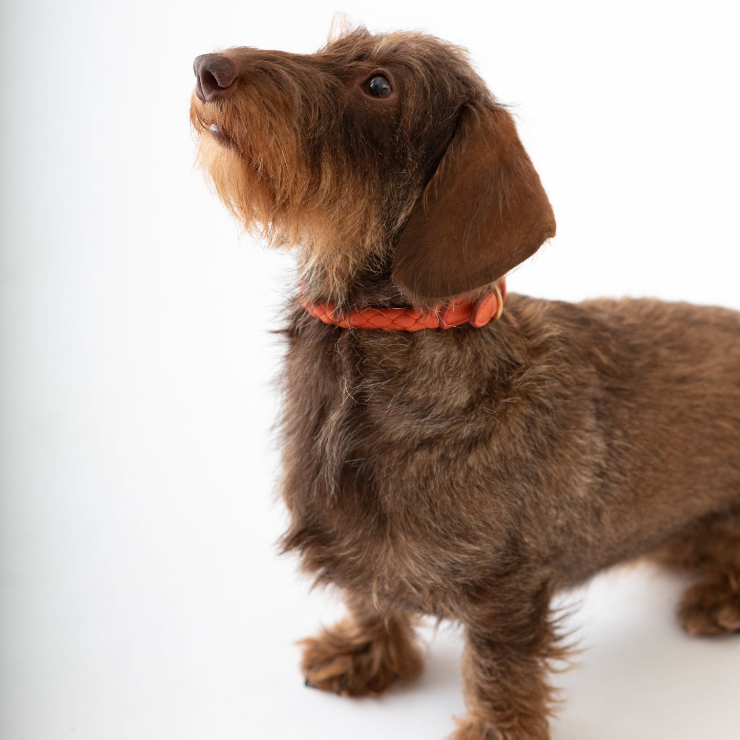 Ferdinando - Real Nappa Leather Collar by 2.8