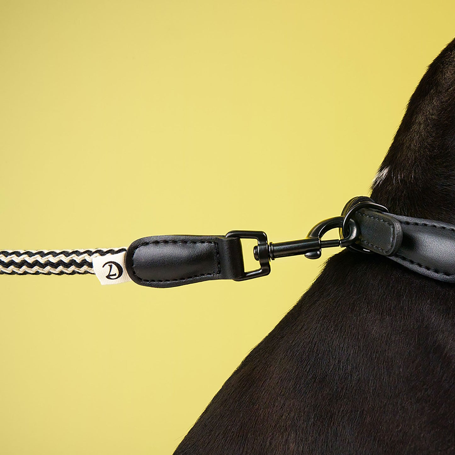 Mauerpark - Leash by Cloud7
