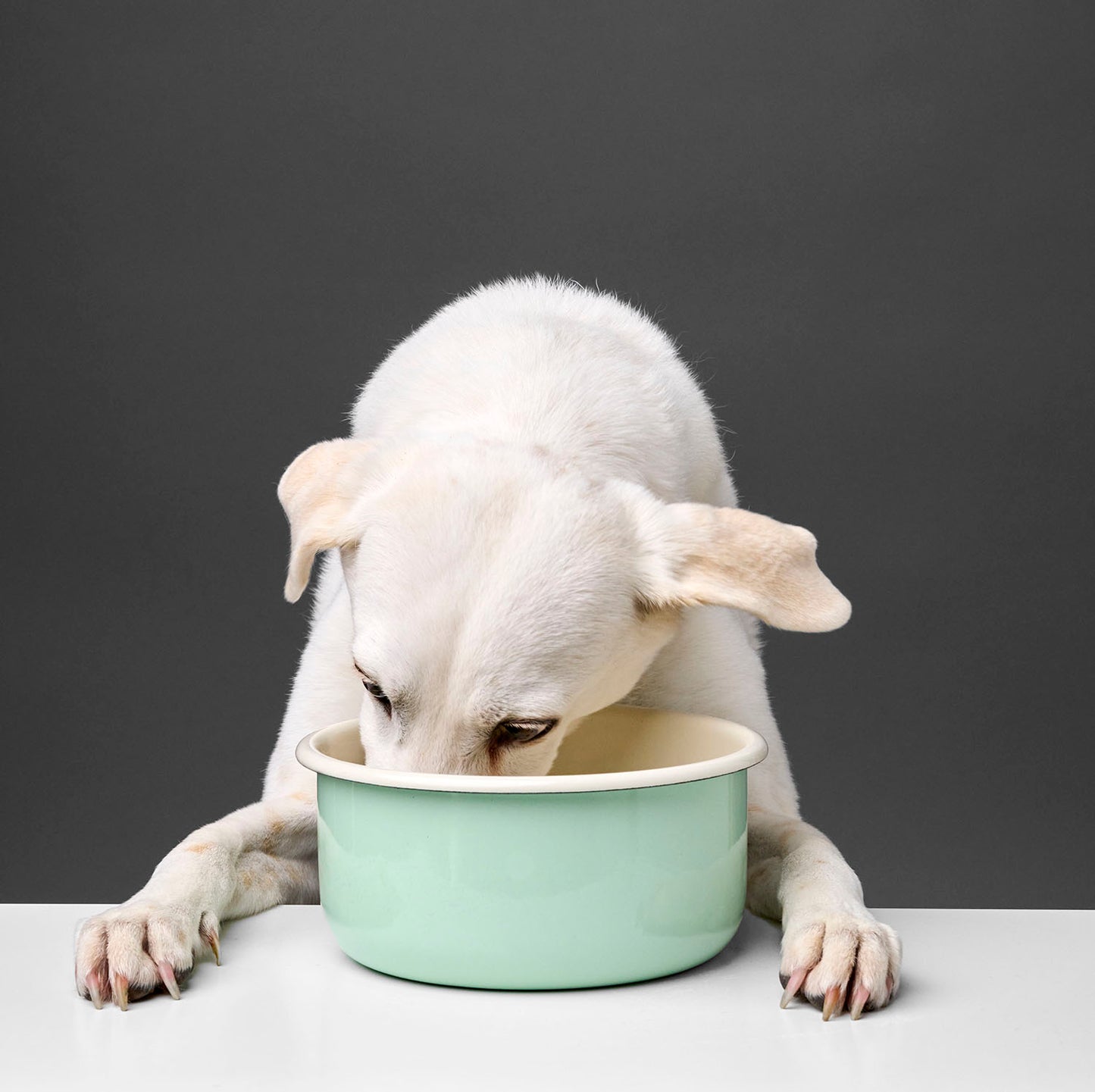 Granny - Dog Bowl by Cloud7