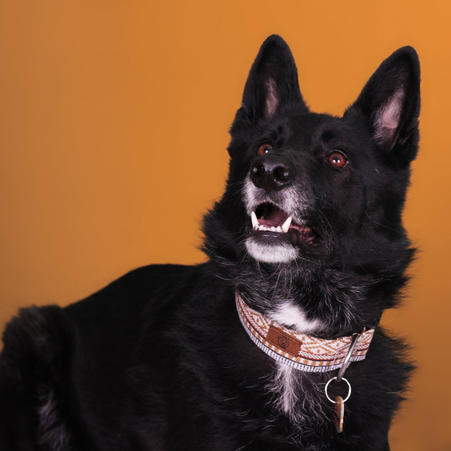 Caramel - Collar (4cm) by Mutt Dog & Co.