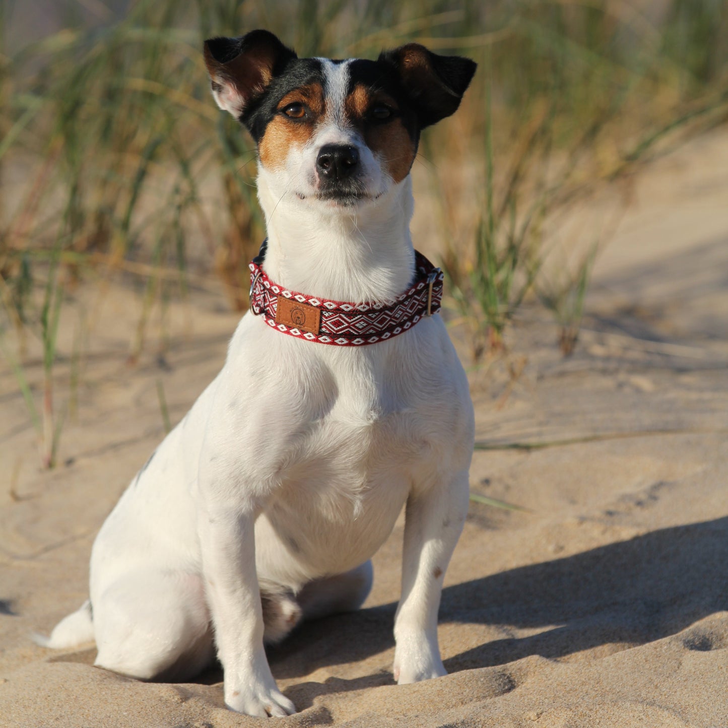 FW026 - Collar (2.50cm) by Mutt Dog & Co.