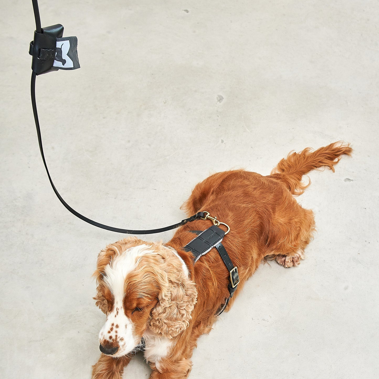 Rimini - Leash by MiaCara