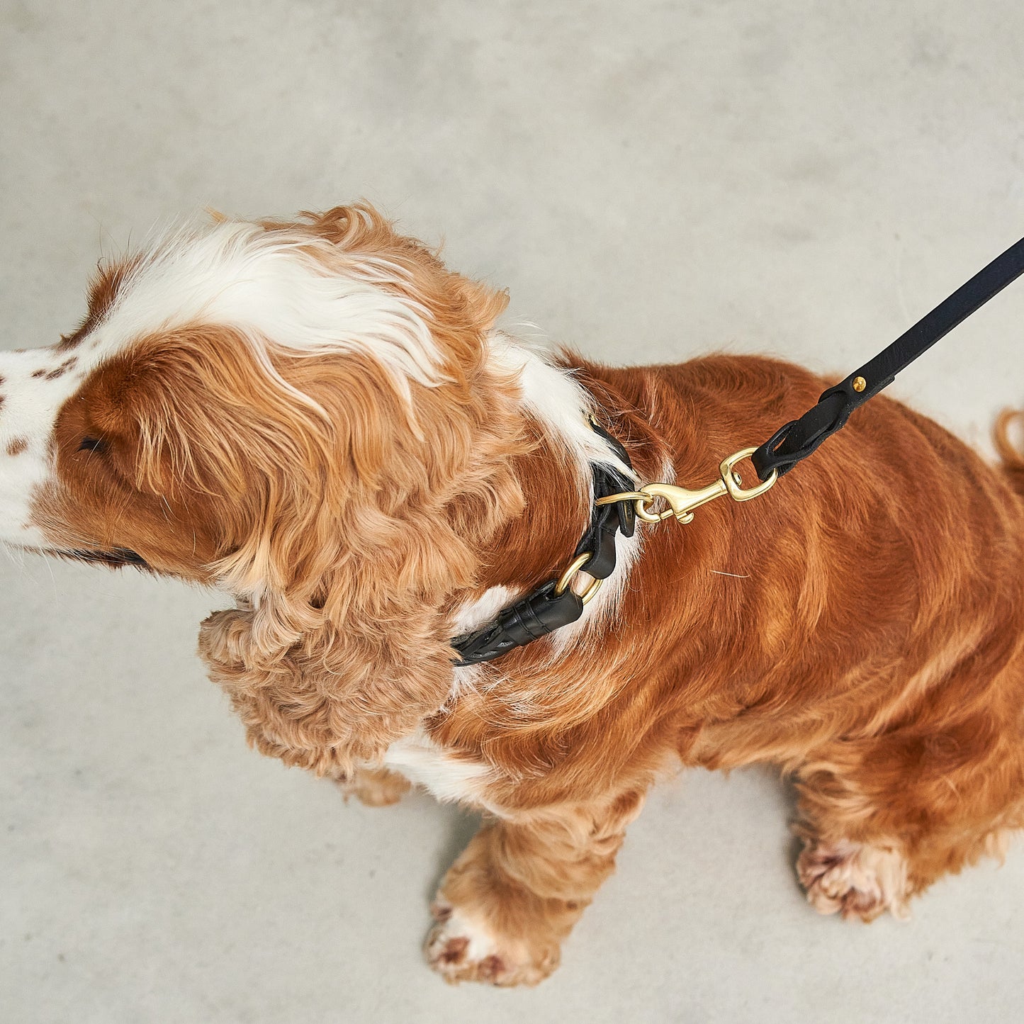 Rimini - Leash by MiaCara