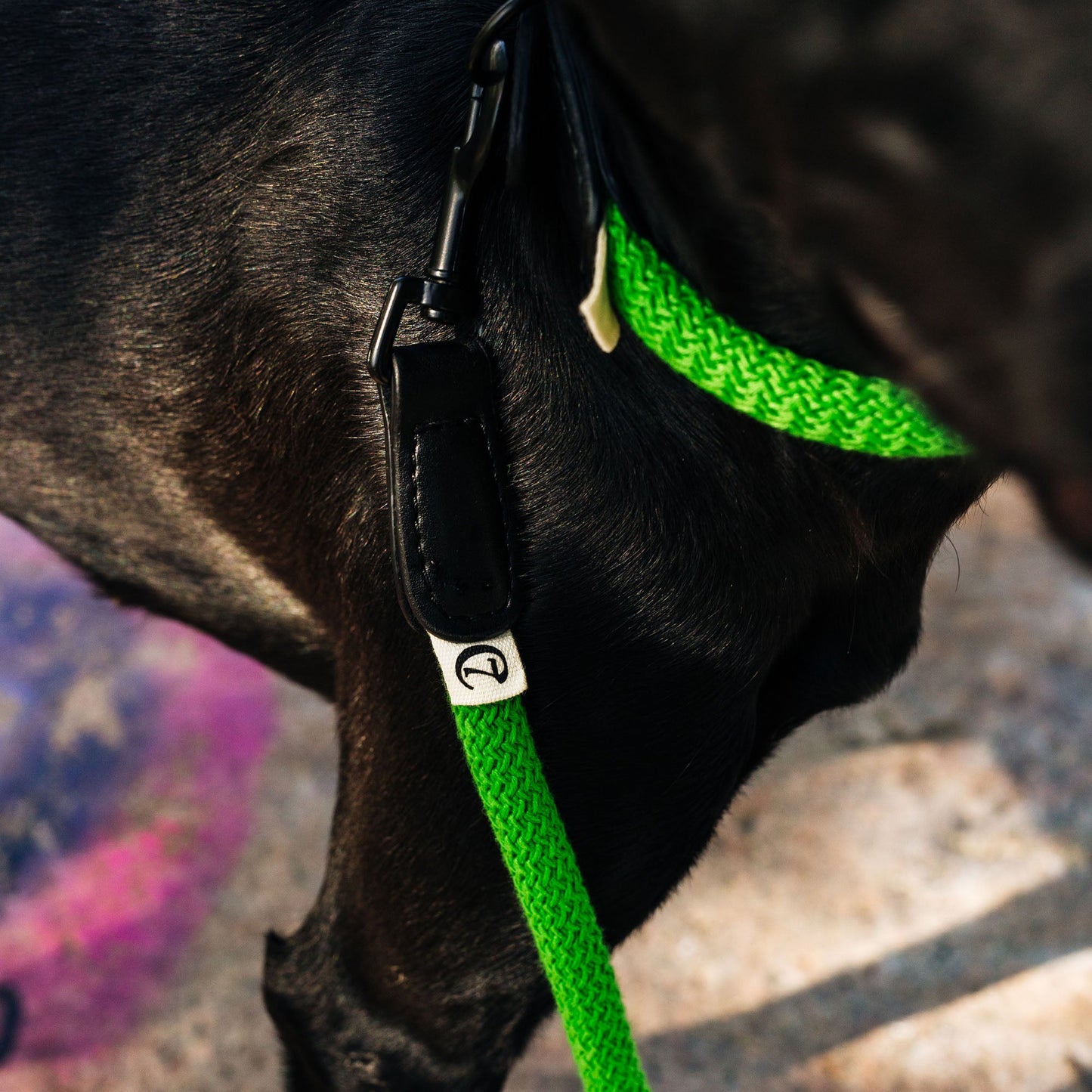 Mauerpark - Leash by Cloud7