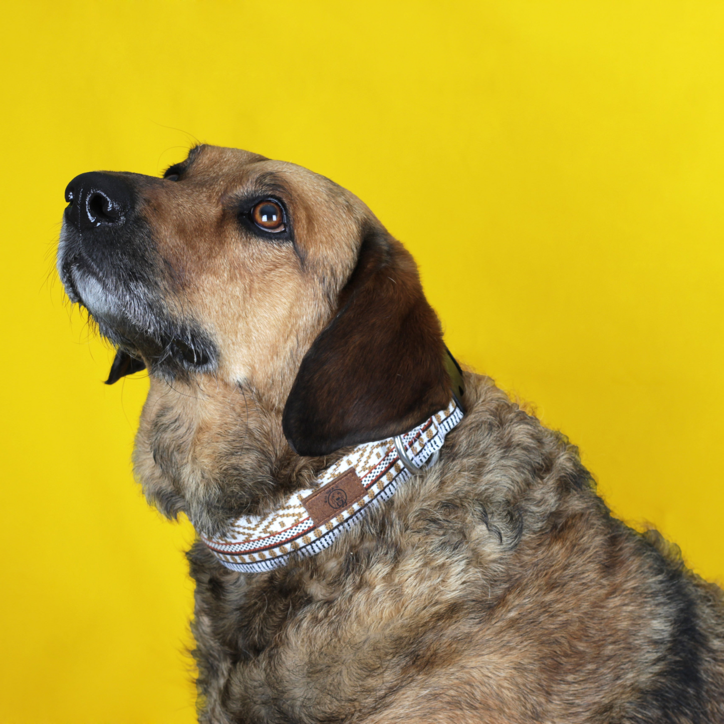 Caramel - Collar (4cm) by Mutt Dog & Co.