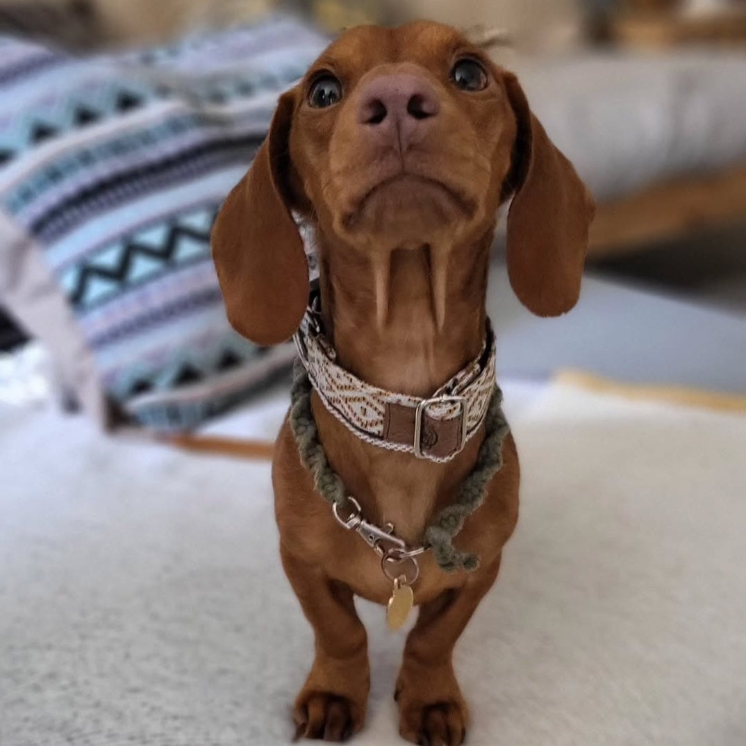 Gingerbread - Collar (2.50cm) by Mutt Dog & Co.