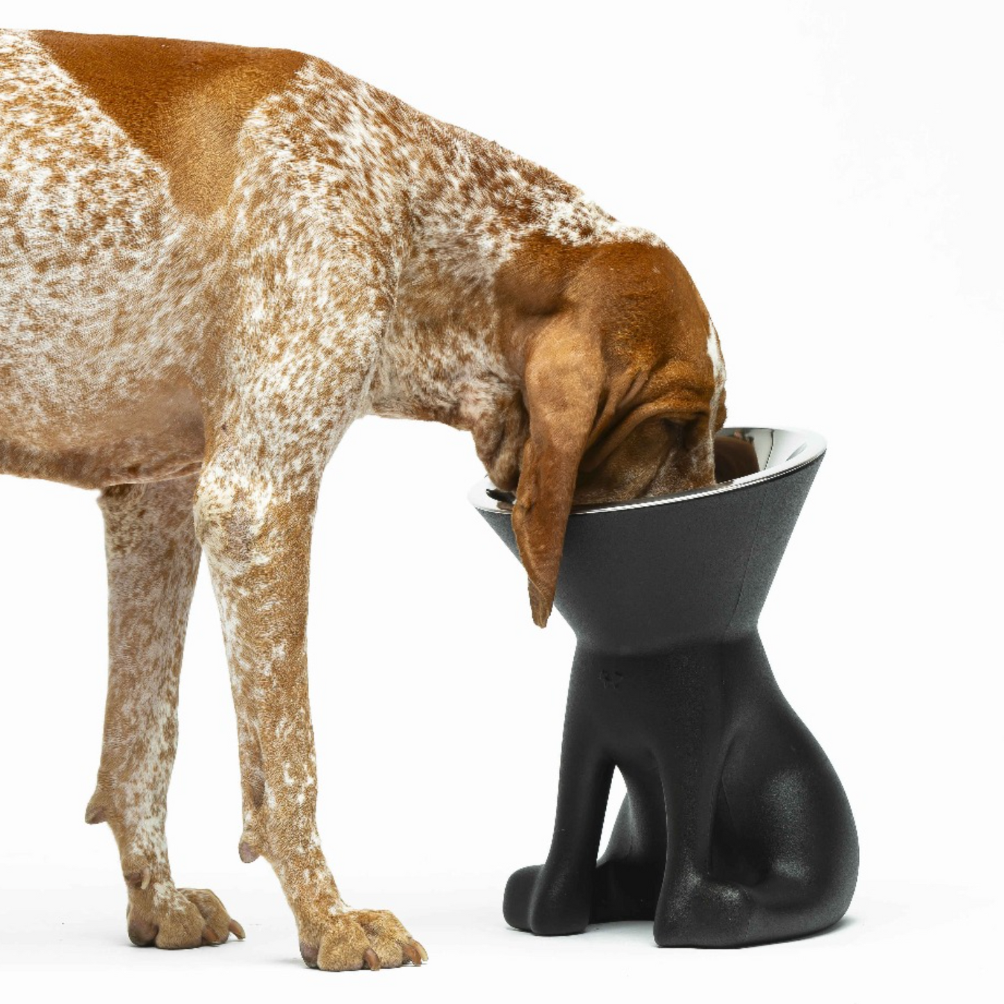 Elizabeth - Raised Dog Bowl by United Pets