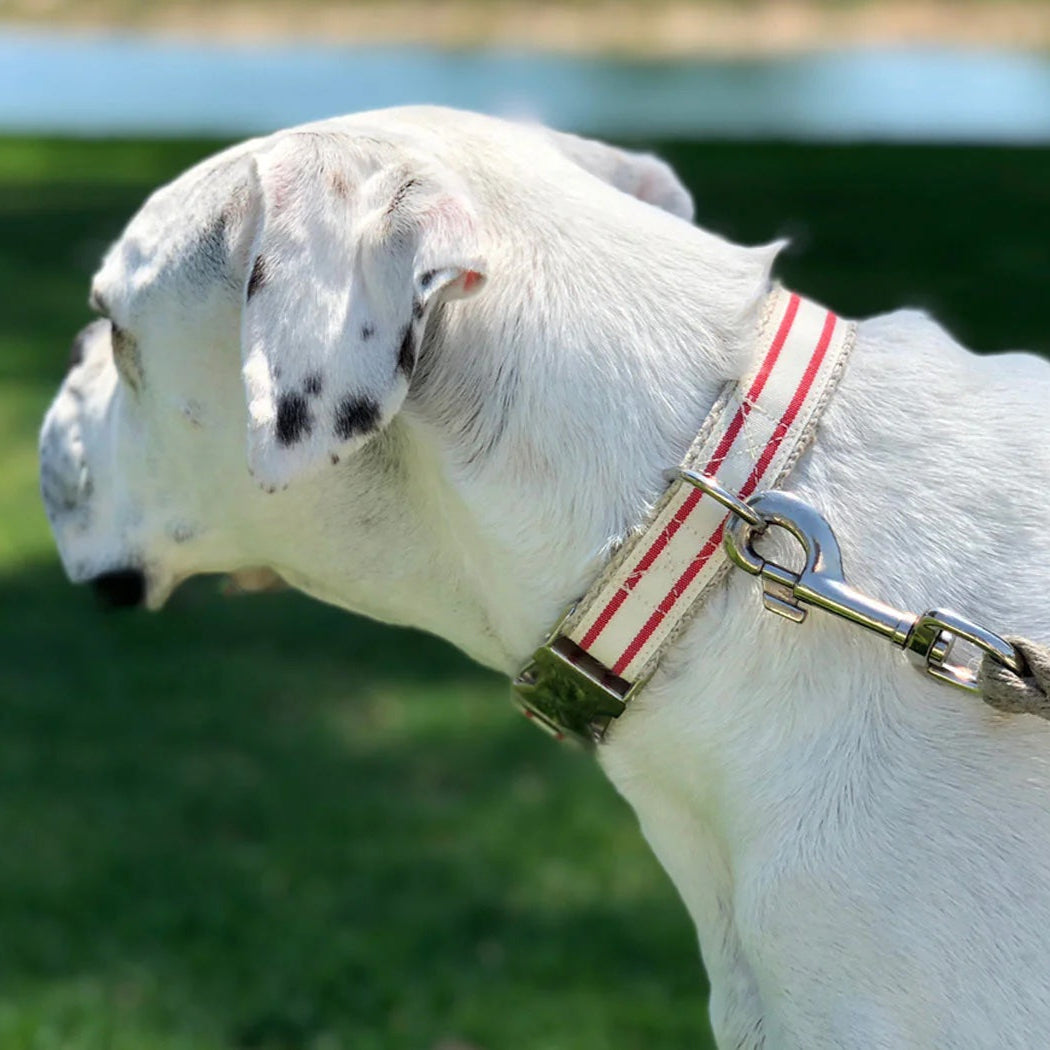 Nautical - Stripped Collar by Wigglywoos
