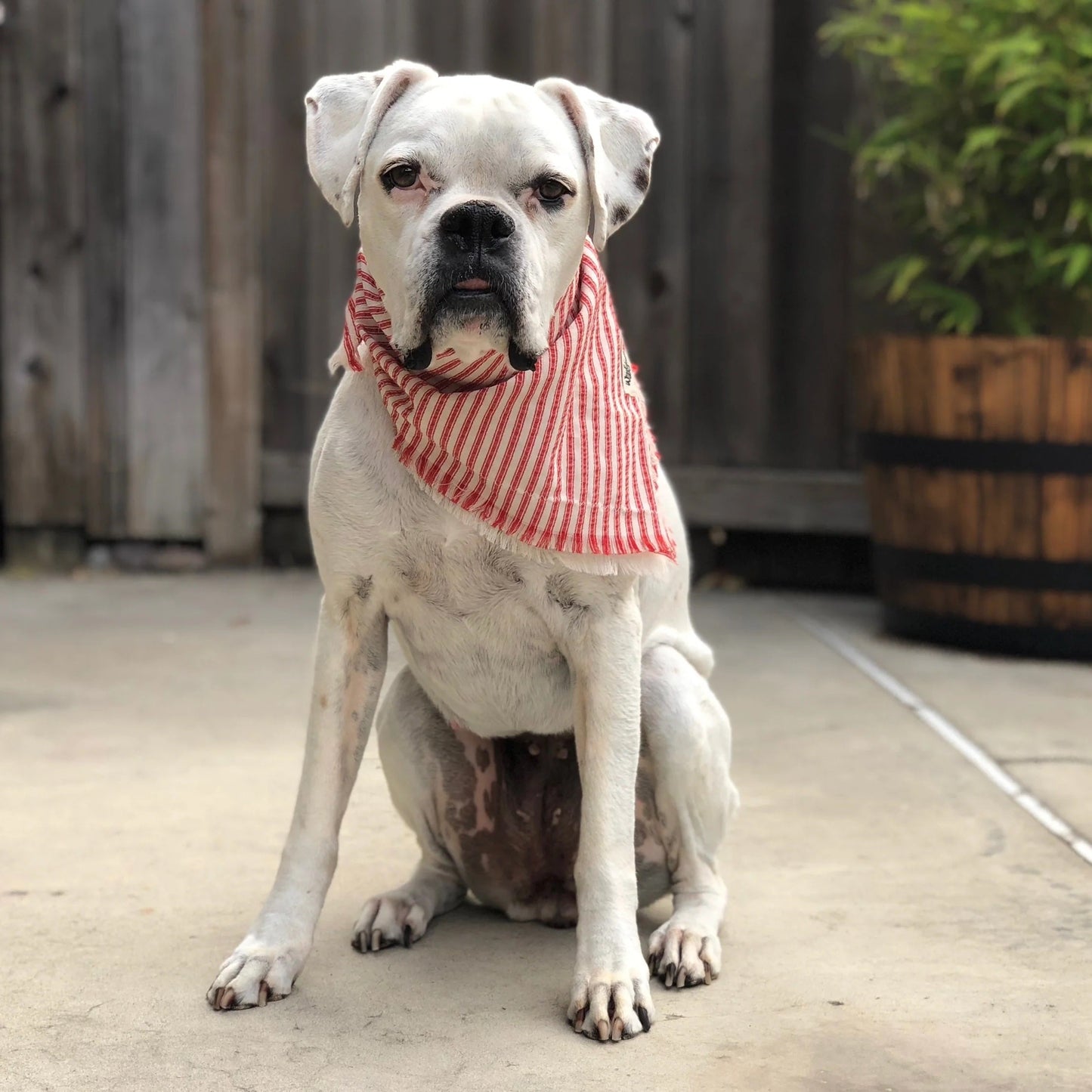 Fringe Candy-Striped Dog Bandana by Wigglywoos