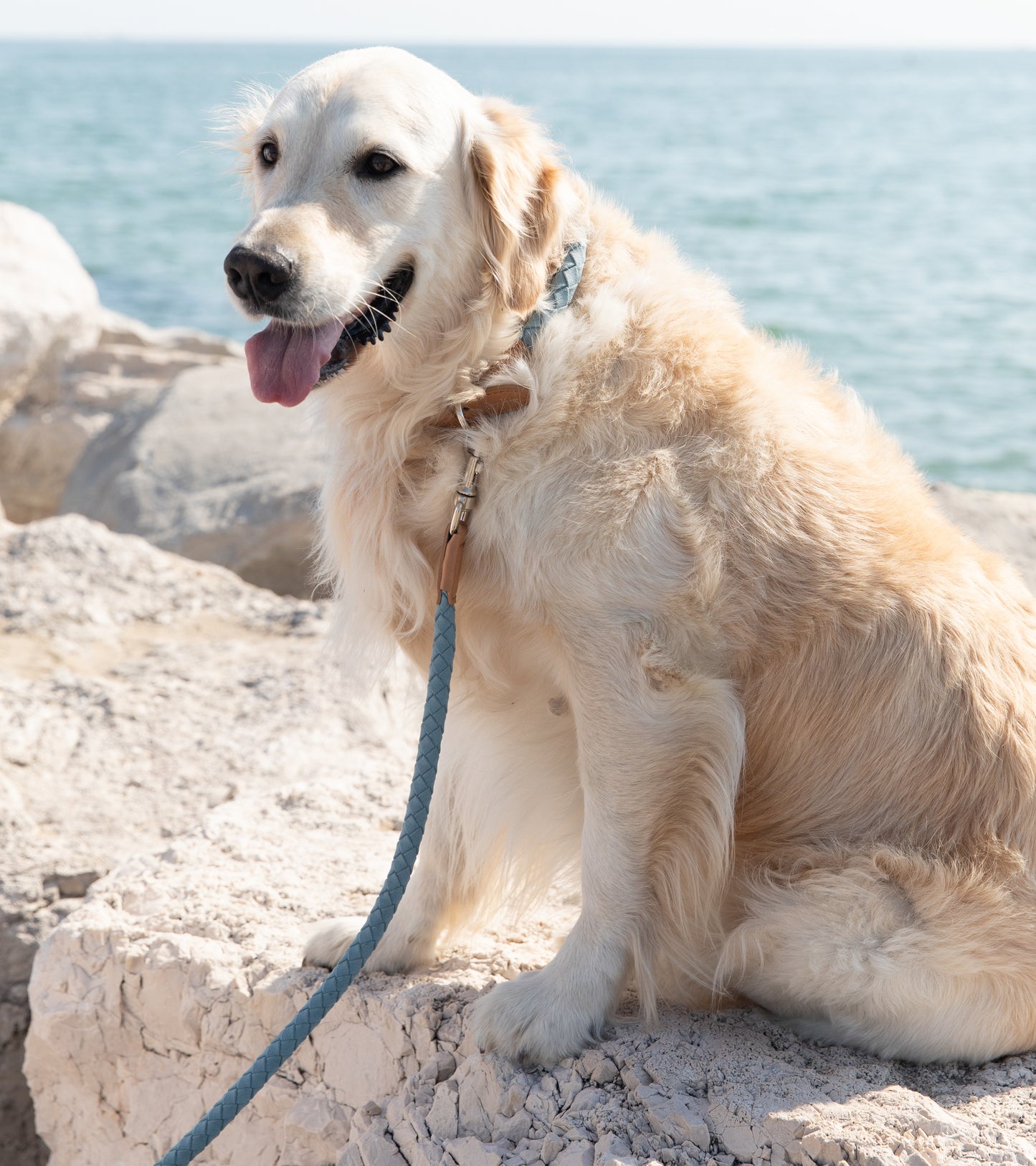 Ferdinando - Microfibre leash by 2.8
