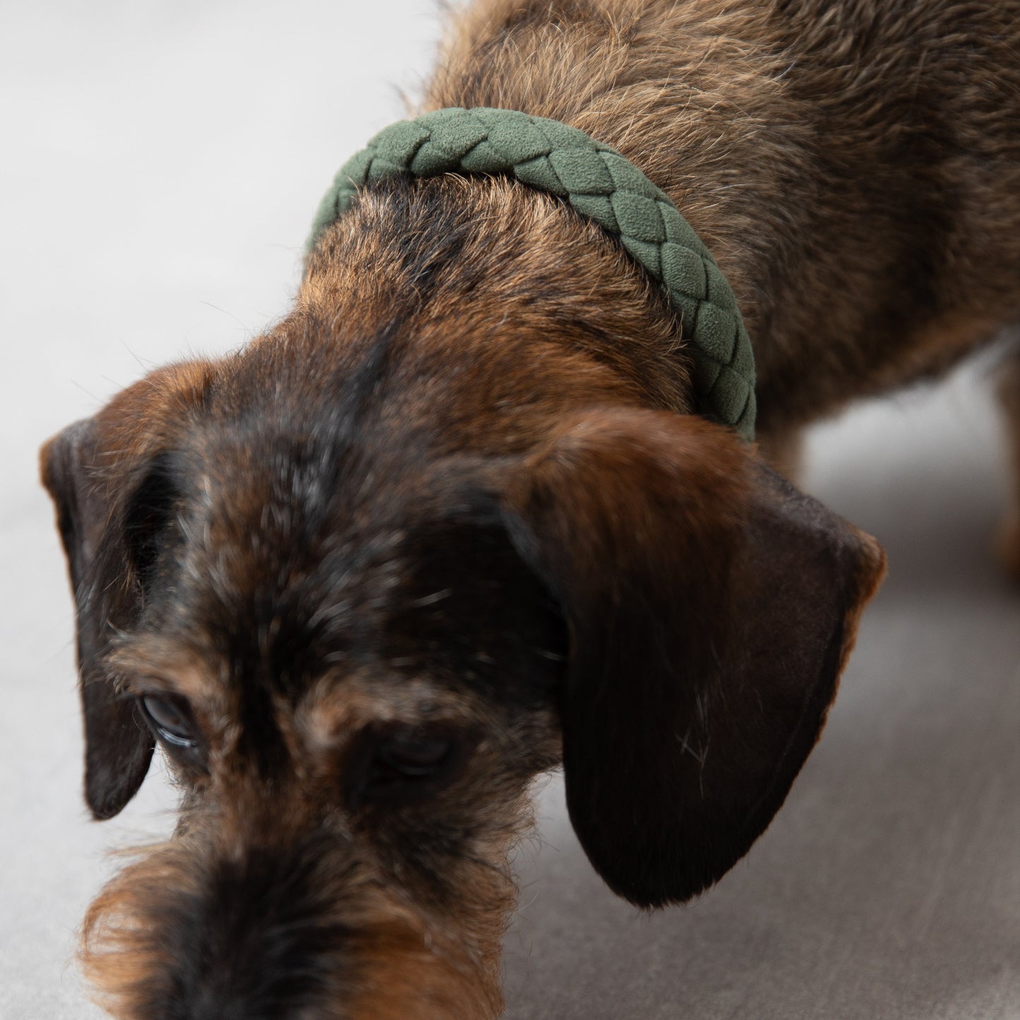 Ferdinando - Microfiber Collar by 2.8