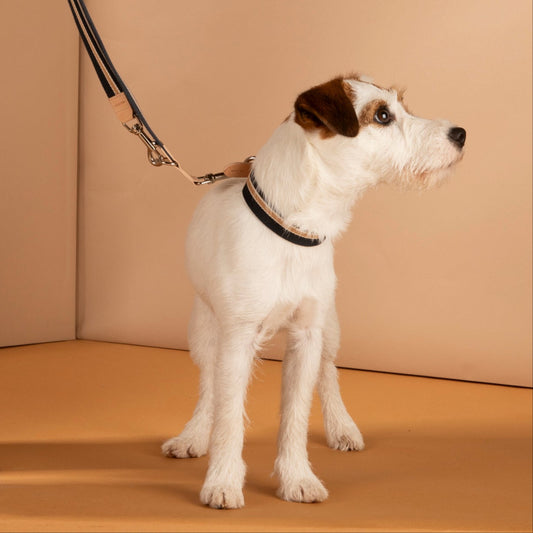 Franco - Ribbon and leather collar by 2.8