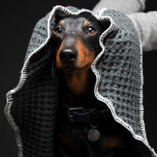 Sally Dotto by Paula Novone - Dog Towel by 2.8