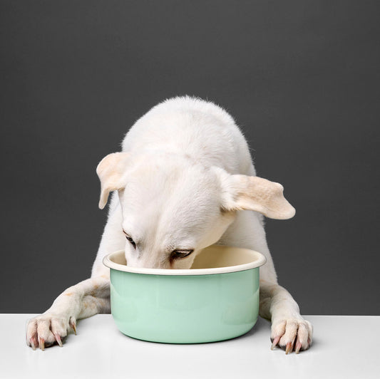 Granny - Dog Bowl by Cloud7
